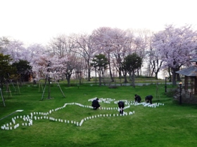 しこつ湖水の謌（うた）の中庭（北海道とwelcomeの文字が夜浮かび上がる）「みごとな桜！」