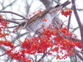 ナナカマドとツグミの写真
