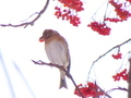 ナナカマドとアトリの写真