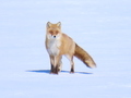 キタキツネの写真 その2
