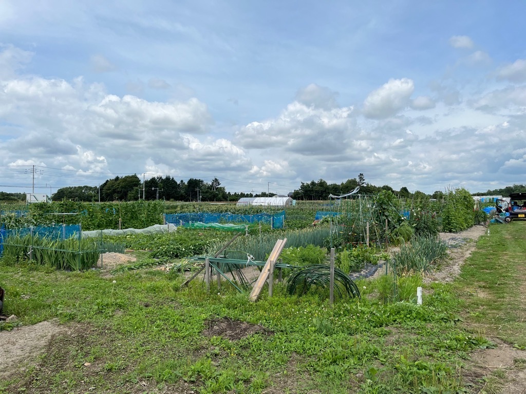 写真 藤本農園1