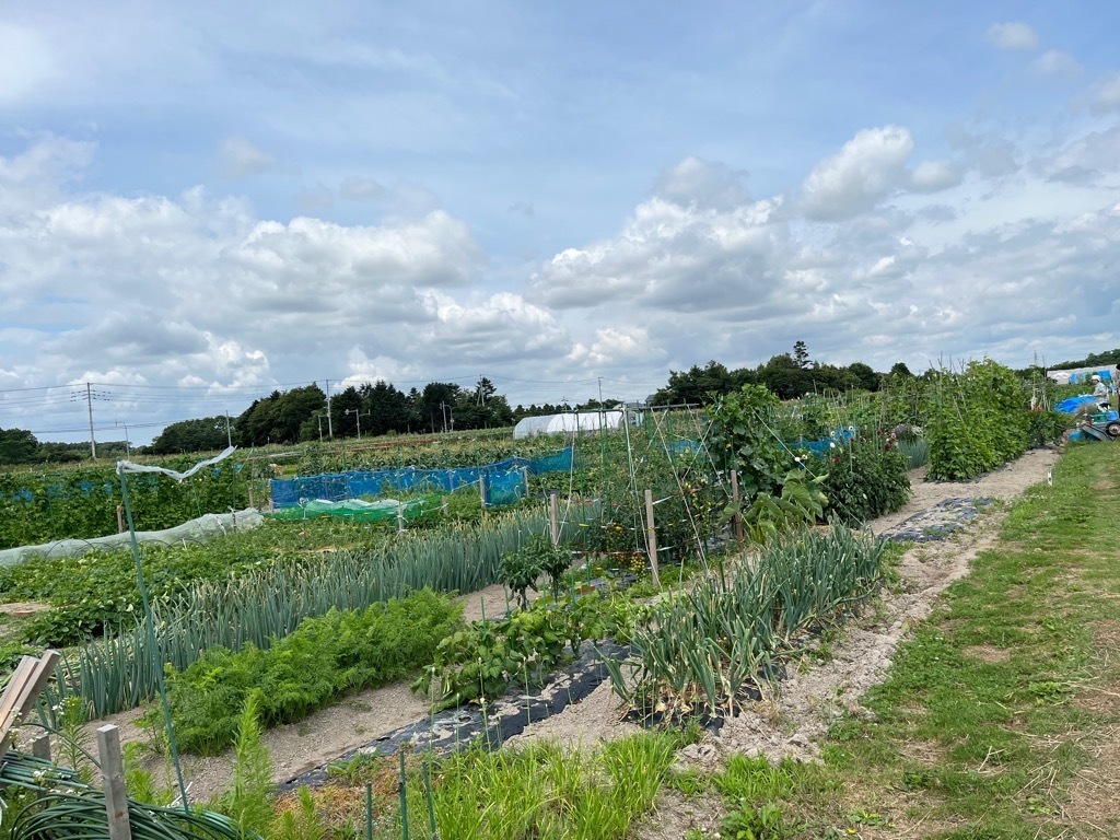 写真 藤本農園2