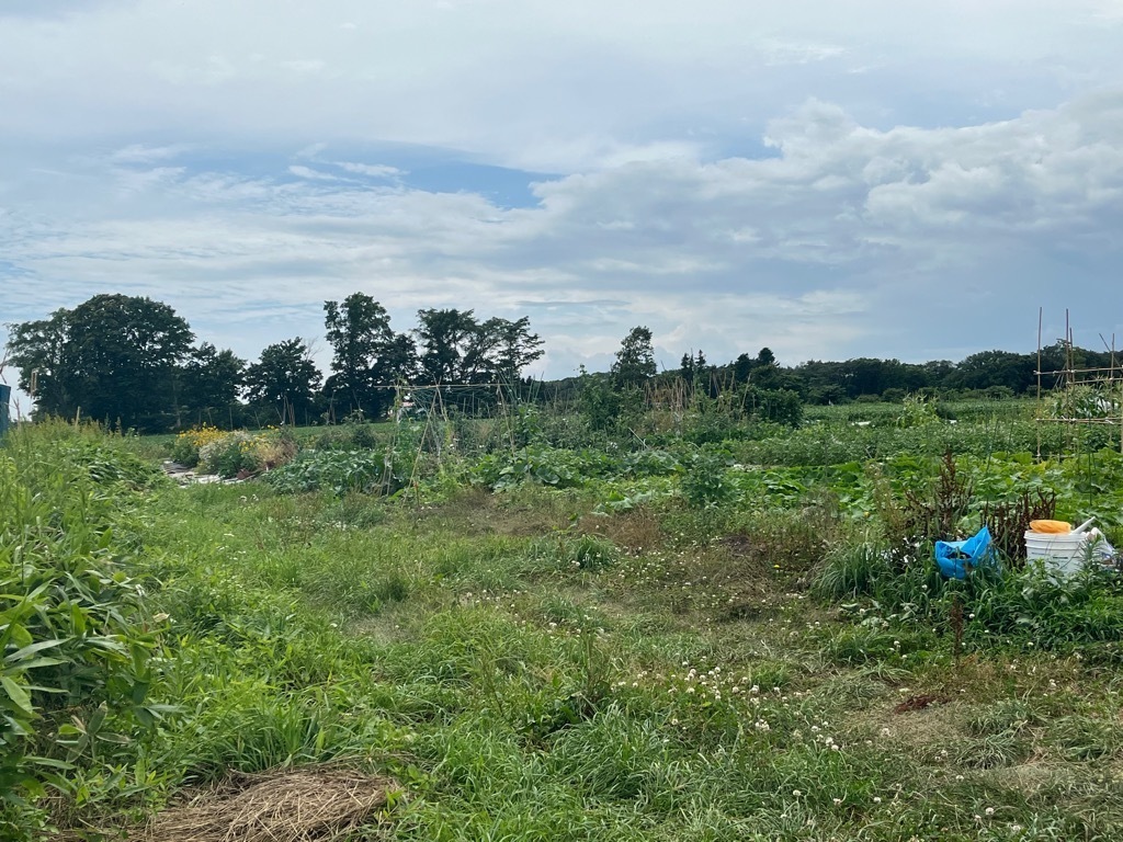 写真 髙橋家庭菜園2