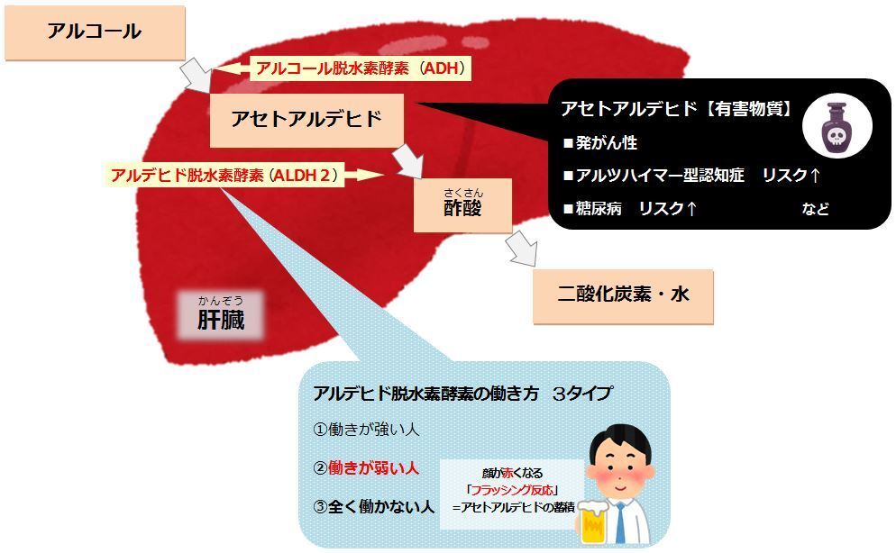 画像 アルコール代謝の説明