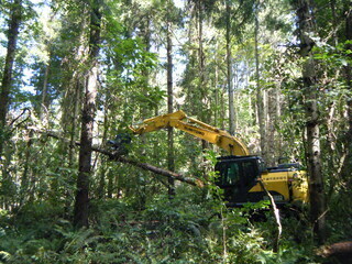 写真 コムカラ峠(伐採状況)