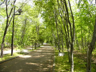 新緑の青葉公園の写真1