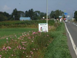 写真 コスモスロード