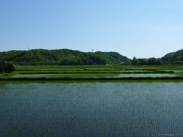 水田の風景写真