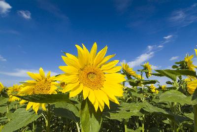 ひまわりの写真