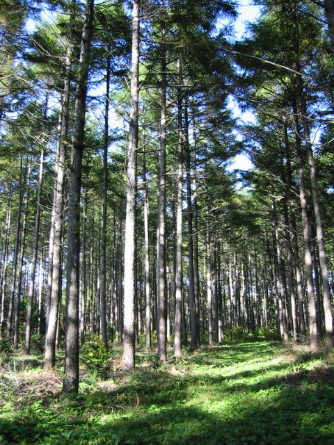 カラマツ林の写真