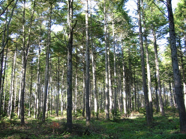 カラマツ林の写真2