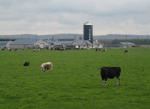 千歳市営牧場写真1