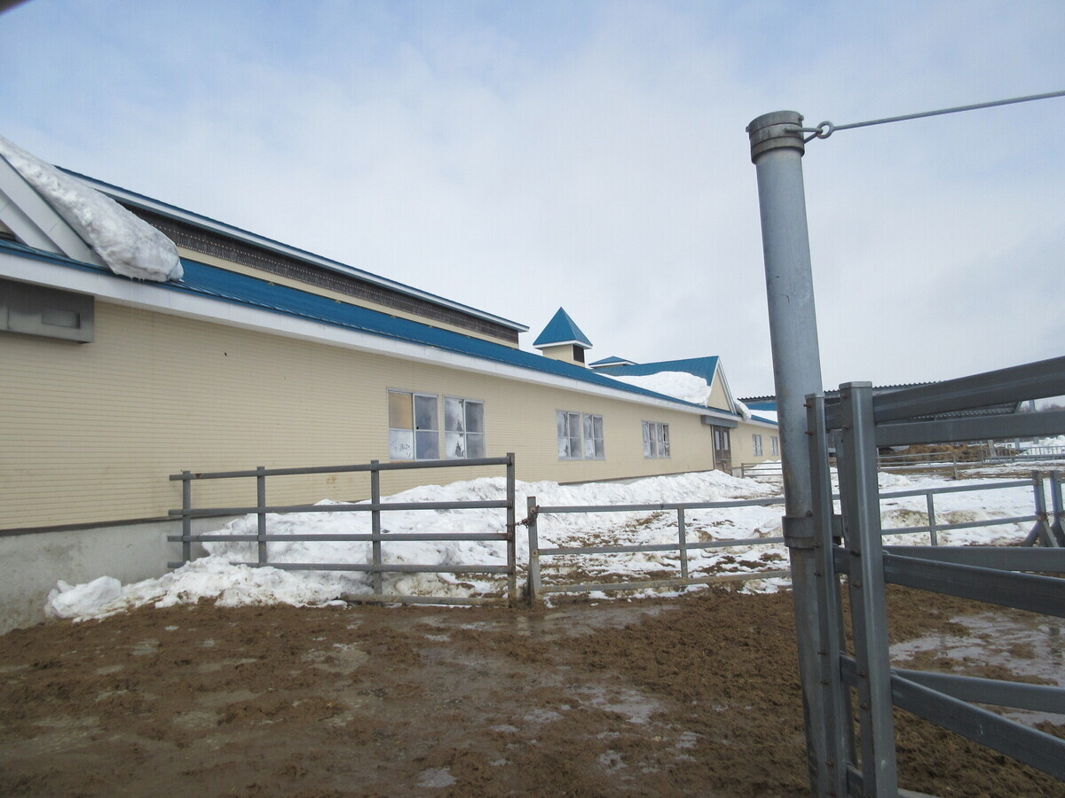 畜舎屋根外壁等修繕のようす2