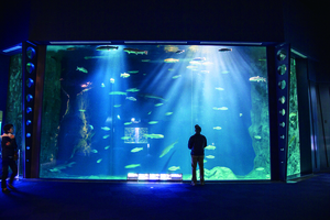 千歳水族館の写真