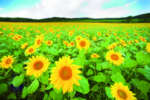 農業地域の写真