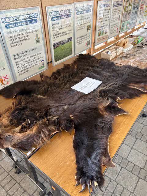 クマ毛皮写真