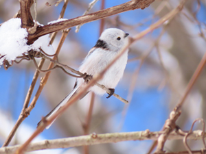 木の枝にとまるシマエナガの写真