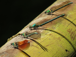 4匹のオオカワトンボが整列している写真