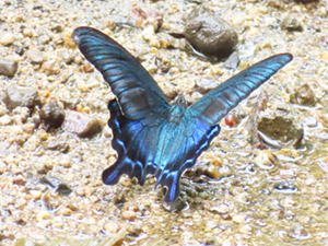 大きく羽根を広げたカラスアゲハの写真