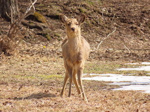 カメラに目を向ける1頭のエゾシカの写真