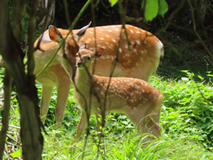 2頭のエゾシカのこどもの写真