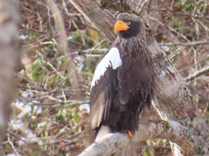 木にとまるオオワシの写真