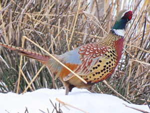 雪の中を歩くコウライキジの写真