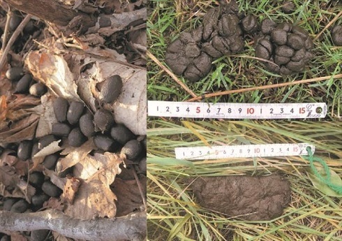 エゾシカの粒状のフン・塊になったフン・ペースト状のフンの写真