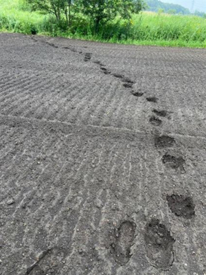 畑に残るヒグマの足跡の写真