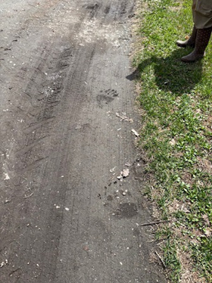 道路脇に残るヒグマの足跡の写真