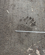 ヒグマの後ろ足の足跡と大きさを測るためのメジャーがあてられている写真