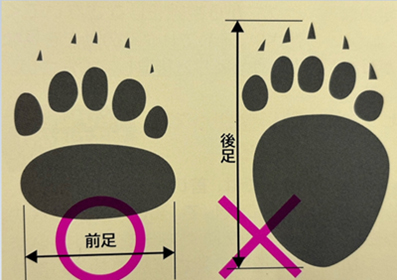 クマの前足と後ろ足の足跡を比較したイラスト