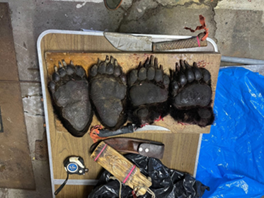 切断された4つのクマの足の裏の写真