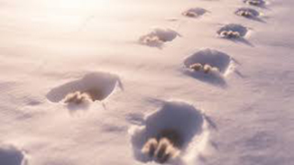雪の上を歩いたキツネの足跡の写真