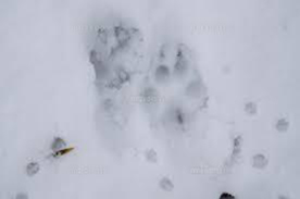 キツネの足跡拡大写真