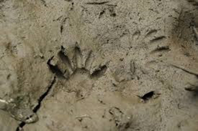 アライグマの足跡拡大写真