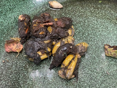 アライグマのフンの写真