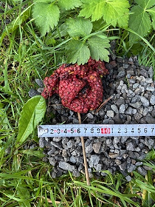 アライグマの赤いフンの写真