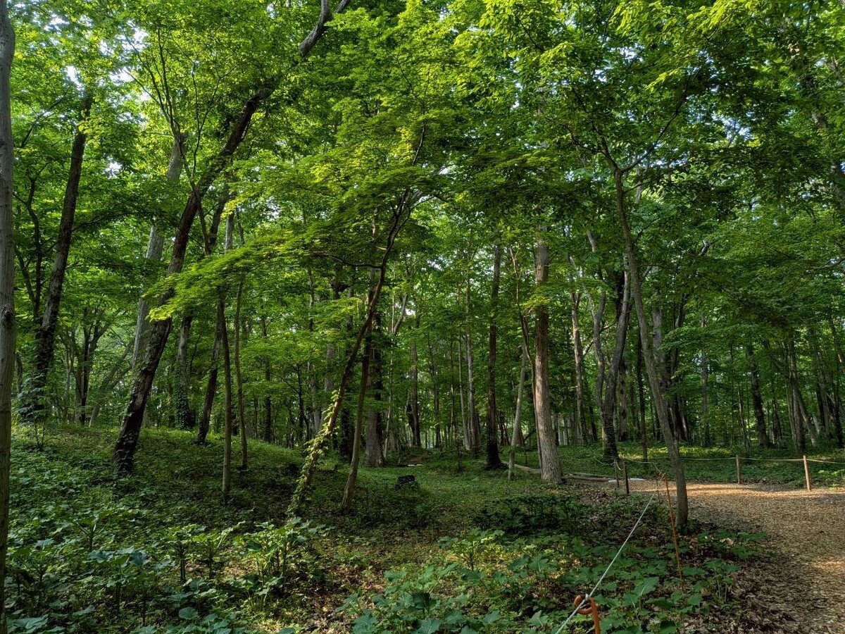 史跡は豊かな自然に囲まれています。園路は現在舗装されています。