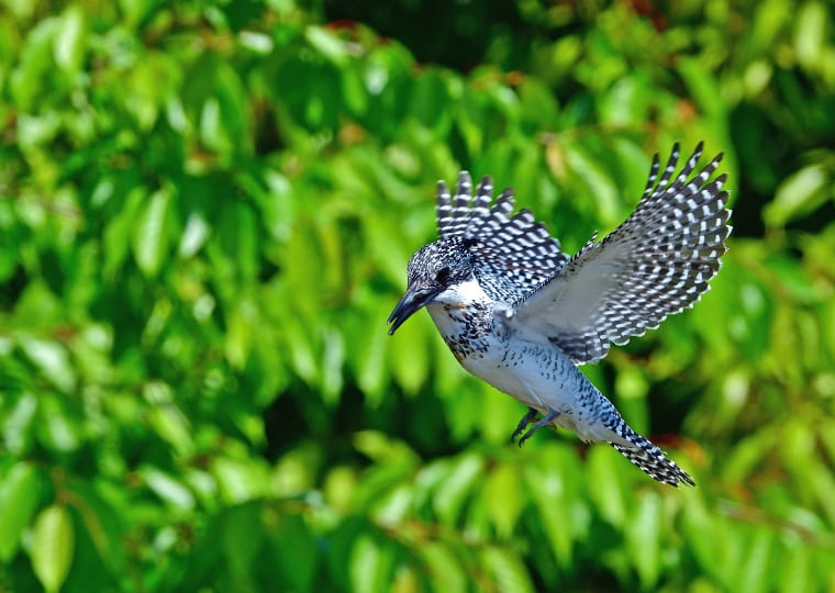 鳥の写真