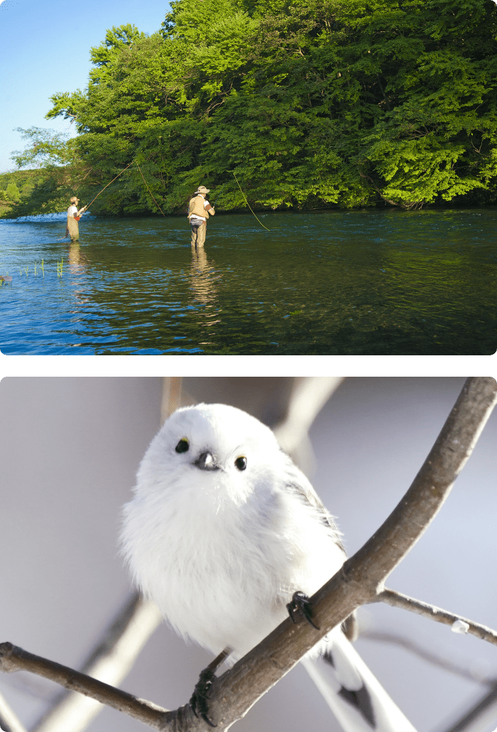 千歳川、シマエナガ