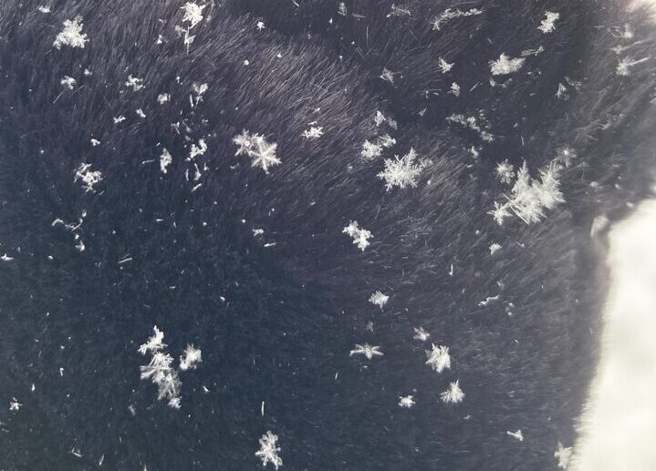 コートの表面についた たくさんの雪の結晶の写真