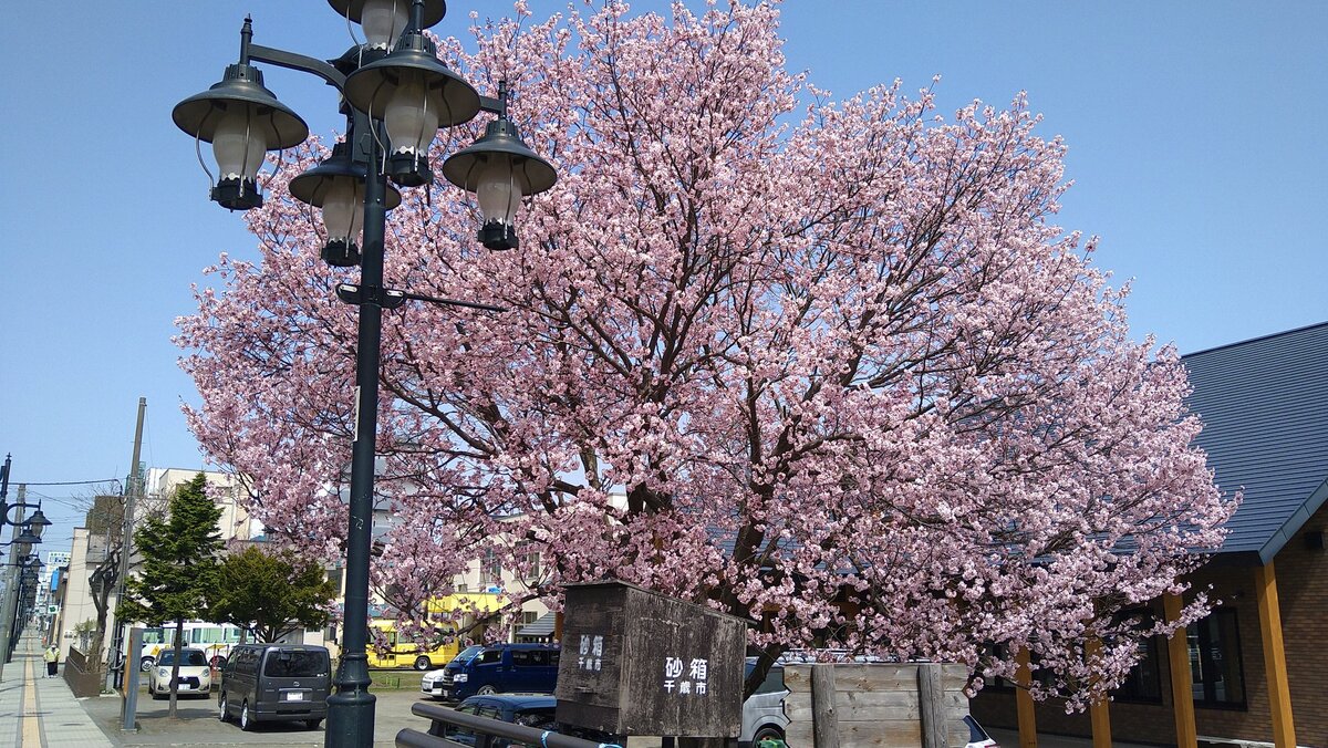 道沿いに咲く桜の写真
