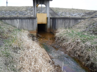 河川吐口から流れる油.JPG