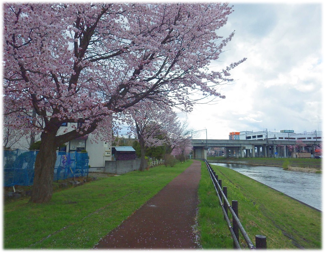 220502第二千歳橋~平和橋(右岸).JPG