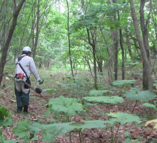 作業道写真.JPG