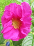 ハマナスの花