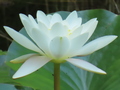ヒツジグサの花
