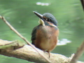 カワセミその２