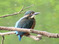 カワセミその１